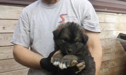I have a litter of very large puppies. Mom is a large Alaskan Malamute and Dad is a Gaint malamute/great Pyrenees. They will be gentle gaints and make wonderful pets they are 75% Malamute. they come with 1st set of shots,wormed and prespoiled call or text
