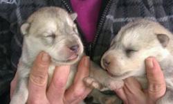 I have 6 puppies born 12/29/2013. Mid-High content wolf. Mother is 35% Malamute, 65% Timber Wolf. Father is 85% Timber Wolf, 15% Malamute. I have parents on premises. Four female and two male. If you are interested or have questions you can text me at