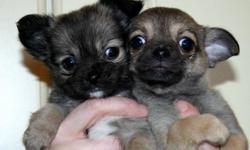 Here we have two beautiful, and very playful Chihuahua pups! A gorgeous girl and stunning boy, all KC registered. There has been no expense spared on breeding these delightful puppies.
These little beauties are currently nine weeks old and are ready to go