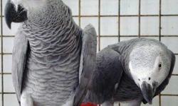 Friendly male and female Congo African grey parrots. Hand-reared African Grey Parrots available now. All parrots are cuddly-tame and used to being around small children and busy household. We hand-rear all our baby Greys in small clutches so that each one