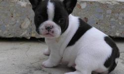 pure breed French bulldog puppies to pet loving and caring families available now.these pups are vet checked and have all health papers from birth till now.they, shall be coming along with all these papers,for more details pics contact