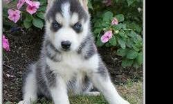 Male and Female Healthy Siberian Husky Puppies. they are pooty Trained and come with all papers
CONTACT&nbsp;&nbsp; (313) 723-5160&nbsp;&nbsp;&nbsp;&nbsp; FOR MORE INFO AND PICS
&nbsp;