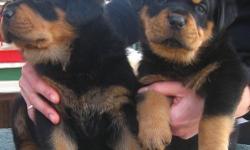 Adorable male and female Rottweiler puppies for Xmas. They are cute, ACK registered, vet checked, current on their shots and will make a perfect addition in your home. If you are interested please contact for more details