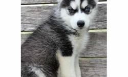 Adorable male and female's husky puppies.Have shots and wormed.I want to meet families adopting them.All have blue eyes.for more information about them...() -