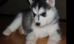 adorable and home raised male and female Siberian husky puppies . please do text for more details at (3203057627 )
