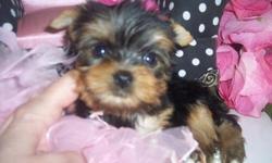 I DO HAVE A MALE AND FEMALE YORKIE PUPPIES FOR SALE AT A VERY AFFORDABLE PRICE.they are akc and ckc registered and are currently on their shots.they are also very playful with kids and other pets at home.CONTACT ME FOR More infos of puppies and pics AT