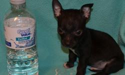 We have 2 male chihuahuas that are ready for their new home now! Both boys are black and look like twins!&nbsp; These little guys are 8 weeks old.&nbsp; Both have been vet checked, UTD on shots & wormings.&nbsp; They will come with a puppy pack, blanket,