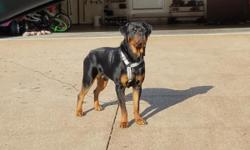 1 year old male, German Rottweiler for sale. He is great with kids and other dogs and completely house broken. Looking for a good family to take care of him. Text for more details. 847-732-4745.