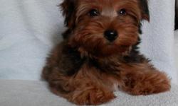 He is such a sweet, pretty, and playful Yorkie puppy.&nbsp; He was born 11-5-13 and is up to date on shots and dewormings.&nbsp; His mom and dad each weigh 8 pounds, he is not going to be tiny.&nbsp; He is adorable and will make such a sweet
