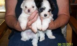 We have 1 puppy left that will be available 10/1/11, AKC registered, excellent bloodlines, good natured. They love people and are non shedding small lap dogs.