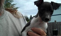 Big Tub is a male Italian Greyhound puppy that has Black and White markings, mostly black body; black head, white neck,chest and forelegs. He's a big pup but has a gentle way about him. Up to date shots and worming. We do not ship puppies. We are located