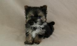 He is a very small, sweet, and playful Morkie puppy!&nbsp; (Maltese/Yorkie)&nbsp; He was born 2-21-15 and is current on shots and dewormings.&nbsp; He is so pretty and loves everyone!&nbsp; He will make a great pet!&nbsp; Must see, beautiful!&nbsp; $800,
