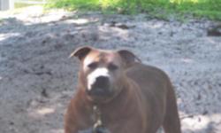 My Dog, Buddy is a Male Blue Fawn Pitt Bull, 5 yrs old, and up to date on his shots. I need to find a GOOD HOME ONLY for him, with fanced in yard. [I WILL DO BACK ROUND CHECK TO MAKE SURE YOU WILL NOT USE HIM FOR FIGHTING!!!!!!] He is a Loving Dog!!!!