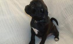 12 weeks old, Black, Male, PUGGLE puppy...
Ready for his new home!!!
Family raised, VERY loveable, easy going, laid back but quick to learn.
Father - black pug & Mother - brown/white beagle.
Up-to-date on shots/wormed & price reduced!
$250.00
Please call