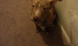Mafia is a rednose brindle puppy. Ears are already standing up. Hes potty trained and knows all commands. Rehoming due to lack of time and especially my dog now doesnt get along very well with him. Has all shots and comes with everythinf ud need Price is