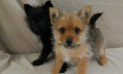 I have these two playful Yorkie-Pom puppies!&nbsp; (Yorkie/Pomeranian)&nbsp; They were born 1-1-15 and are up to date on shots and dewormings.&nbsp; They are so lovable and ready for their&nbsp;new homes!&nbsp; $450, cash&nbsp; If interested in one of