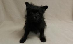 He is a very sweet and lovable Yorkie-Pom puppy!&nbsp; (Yorkie/Pomeranian)&nbsp; He was born 1-1-15 and is current on shots and dewormings.&nbsp; He is adorable and will make a sweet addition!&nbsp; $450, cash&nbsp; If interested please call (252)562-2049