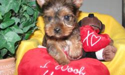 Two beautiful AKC Yorkie &nbsp;male puppies will be ready on February 4 th. &nbsp;just in time for Valentine's .( Lewis ) Father is a Full Golden that carries the chocolate Gene and( Trixie )&nbsp;mother a Traditonal that carries the Golden Gene. They