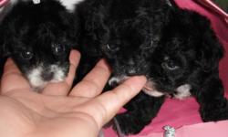 rehoming 3 male mati poo's asking $150&nbsp;
call 399-5777