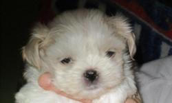 2 CKC MALE MALTE TZU PUPPIES 7 WEEKS OLD. BEUTIFUL WHITE COAT, SHOTS UP TO DATE, VET HEALTH CERTIFICATE, $300 CASH. PUPPIES WILL WEIGH 4-6 LBS AT ADULT AGE. FOR MORE INFORMATION CONTACT -- OR EMAIL HAGENKRISTI@HOTMAIL.COM.&nbsp; SERIOUS INQUIRIES ONLY!