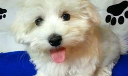 Sweet Male Maltese 10 week old.&nbsp; Vet Checked, up to date vaccines and wormer.&nbsp; Color White.&nbsp; Dad AKC Maltese, Mom Maltese&nbsp;no papers available.&nbsp; Very cute,&nbsp; Goes in and out doggie door, kennels good, leash training and potty