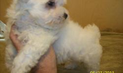 9 week old Maltese male. Current on shots, comes with health guarantee. Non shed, will weigh about 7 pounds when grown.