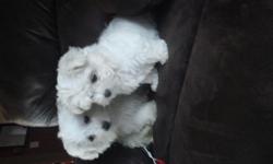 Female Maltese puppies. Very sweet and handled daily with kids. 4.5 lbs full grown. Mother is 4 lbs and dad is 5. Gorgeous white coat with perfect black liner. Super sweet dolly faces! Will come with worming done at 2,5,7 weeks, vet physical and shots!