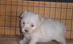 3 maltese puppies 2 male 1 female. they will be ready july 15 they bring health certificate and first set vaccine and ukc register.