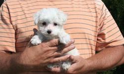 We are a litter of Male Maltese. &nbsp;They have really nice coats and are super sweet. &nbsp;We handle them daily so they are friendly. &nbsp;They come with a first shot and worming. &nbsp;We are East of Castle Rock, Co. &nbsp;We can meet along the front