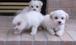 Adorable litter of Maltese pups.&nbsp; Males start at 600 and go to 1000.&nbsp; These are exceptionally nice pups with white coats and black points.&nbsp; WE have been breeding Maltese for over 30 years on a small scale.&nbsp; All pups come with a health