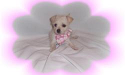 This baby girl will make you smile. She is so tiny and cute. She is very sweet and gentle but loves to play. She is a Maltese and a Chihuahua mix-"Maltichi". She is ready for a new family to spoil her.She is micro chipped.She comes with her first series