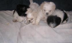 pups were born July 9 has had first shots and wormings. Mom weighs 9 lbs and father weighs 8 lbs. 275.00 cash