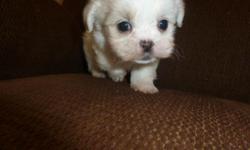 Beautiful Little Fluffy Puppies Ready for Easter
Maltese Poodles Males and Females
No allergy -No Shed
Puppies have shots and wormed
Prices range from 200 to 250.
