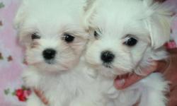 CKC Registred Maltese Puppies 2f - 1m $200- $250.
1- Teacup Sized Female estimated weigh 4-5lbs.
2- Toy sized 4-7lbs.
CKC Registered Designer Breed.
MalteseFemale /Male -$250.
Estimated Weight 6-9 pounds.
Young puppies are present on