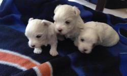 Beautiful Maltese puppies 3 weeks old!! 3 Boys looking for a safe and lovely new home.. Serious buyers only please.. --