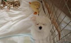 Healthy Maltese puppies for sale 1st shots given 1 male 1 female