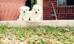 Three beautiful Maltese puppies are ready for their new home.&nbsp; Each puppy is very playful and very loving.&nbsp; Both parents are AKC registered.