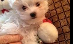 Darling all white a 100% all Aca Maltese these little fur balls are so sweet they have babydoll faces and have had 2 shots
and 1 year health guarentee hurry three little girls 1boy $550
--