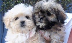 Our DARLING "Pekese" puppies are a cross between our AKC registered Maltese "Dior Dog" and our lovely registered purebred Pekingese " Peke-a-Chu",
this cross has produced a delighful small dog ( 10-12 pounds) with a "Happy go Lucky" temperment, does well