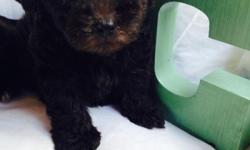 Hi i have 2 black teddy bear face morkie puppies available 11 wks old weighs 1.5lbs only 250 looking for a loving home call me