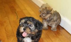 Maltese/Yorkie mix puppies for sale.These pups are cute and full of personality. They were born on 5/10/2016 and are ready for their new homes.These pups will be up to date on all shots and de-wormed before going to their new homes.