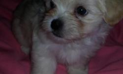 CKC Register Litter of Morkie Puppies For Sale. 2 Male & 2 Female born on July 28th,2014 and will be ready for new homes on September 22, 2014. 1st Puppy Shots & Heart Deworming have been done to the puppies, registry CKC forms available, and shots record