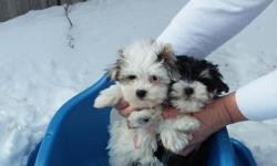 Maltichon 7 weeks and Morkie 8 weeks shots and dewormed around 5 pounds grown very playful