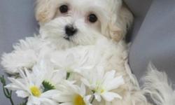 We have a litter of beautiful Maltipoo's. Both parents are registered. Mom is a white Maltese and Dad is light brown Poodle. The puppies are white, black, black with gray and black with a little white. Very cute and playful. Will be small. Eating good.