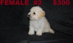 We have 1 maltipoo puppy she has first shots and has been dewormed. She will be about 11 Lbs. 
Call for more info at 623-329-6613