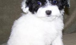 1 Male MaltiPoo (Maltese/Toy Poodle) 10-12-12. UTD on shots, vet checked, and comes with a health warranty and health certificate.
** Shipping Available
** Credit Cards Accepted (Visa/MasterCard, Discover)
** 90 Days Same as Cash No Financing Available