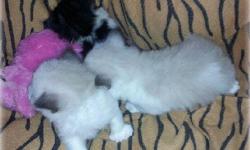 $75.00 MANX RAGDOLL&nbsp; BOBTAIL kittens, weaned , litter trained, first shots ,assorted colors, some are polydactyl ( extra toes)$125.00, some are white with mink markings & blue eyes $300.00 ALL WITH CUTE LITTLE BUNNY TAILS .