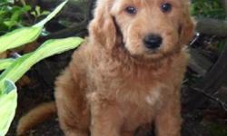 YO! I am Marley, the enchanting red and white male Goldendoodle.&nbsp;I was born on June 13, 2016 and&nbsp;I weigh 7.7 lbs. right now.&nbsp;My mom is Gold AKC Golden Retriever and weighs 65 lbs. My Dad is a Apricot AKC Standard Poodle and Weighs 75