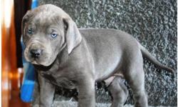 Akc Reg!!!! Great Dane Puppies For Sale..They are the most and all round beautiful pets one can ever have at home and theyare very social and very interacting with home kids and other house pets including cats.Taking in a English Bulldog at your home will