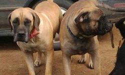 Beautiful Quality Bull Mastiff X Boerboel(South African Mastiff) puppies males & Female available Fawns,Smutty Fawn, Red Fawn. Vet Checked, Vaccinated, Dewormed
Used to Baths,Nail Trims, Great Temp's Big Blocky Heads Black Mask's N LOTS N LOTS OF